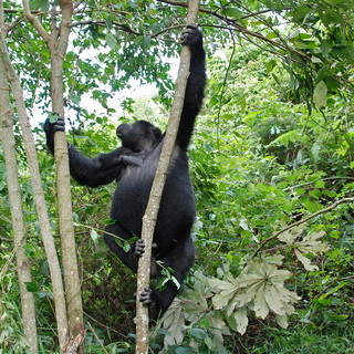 Bwindi - Gorilla - Karibu